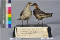 藏品(紅領瓣足鷸)的圖片